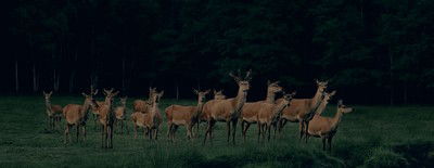 Pride of Deer #2 von Frank Stöckel