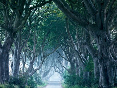 Dark Hedges von Horst & Daniel Zielske