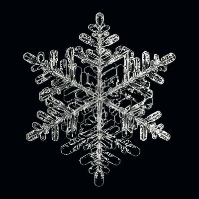 "Schneesternchen #1" von Heinrich Heidersberger