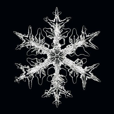 "Schneesternchen #19" von Heinrich Heidersberger