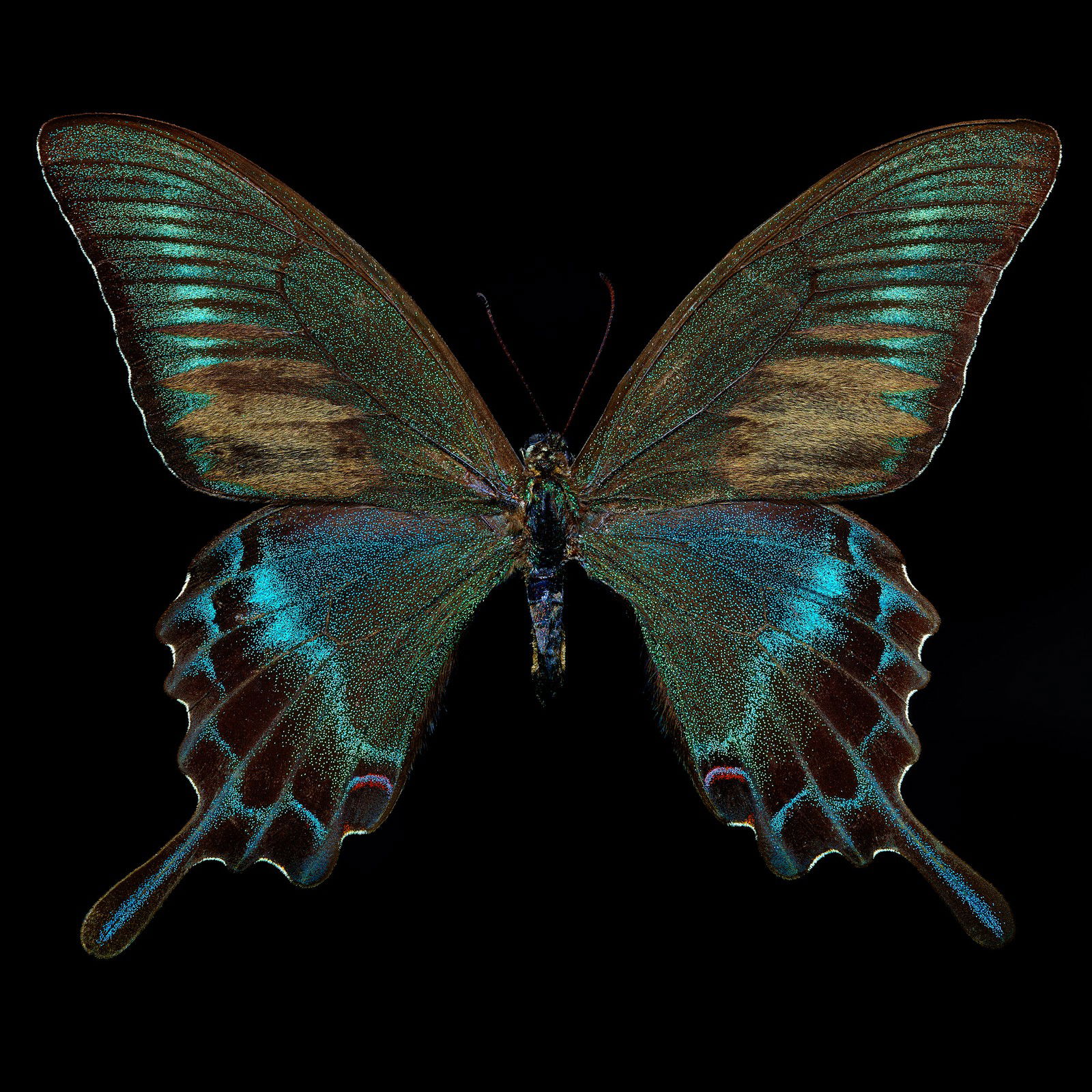 Butterfly von Heiko Hellwig Butterfly von Heiko Hellwig