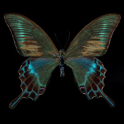 Butterfly von Heiko Hellwig