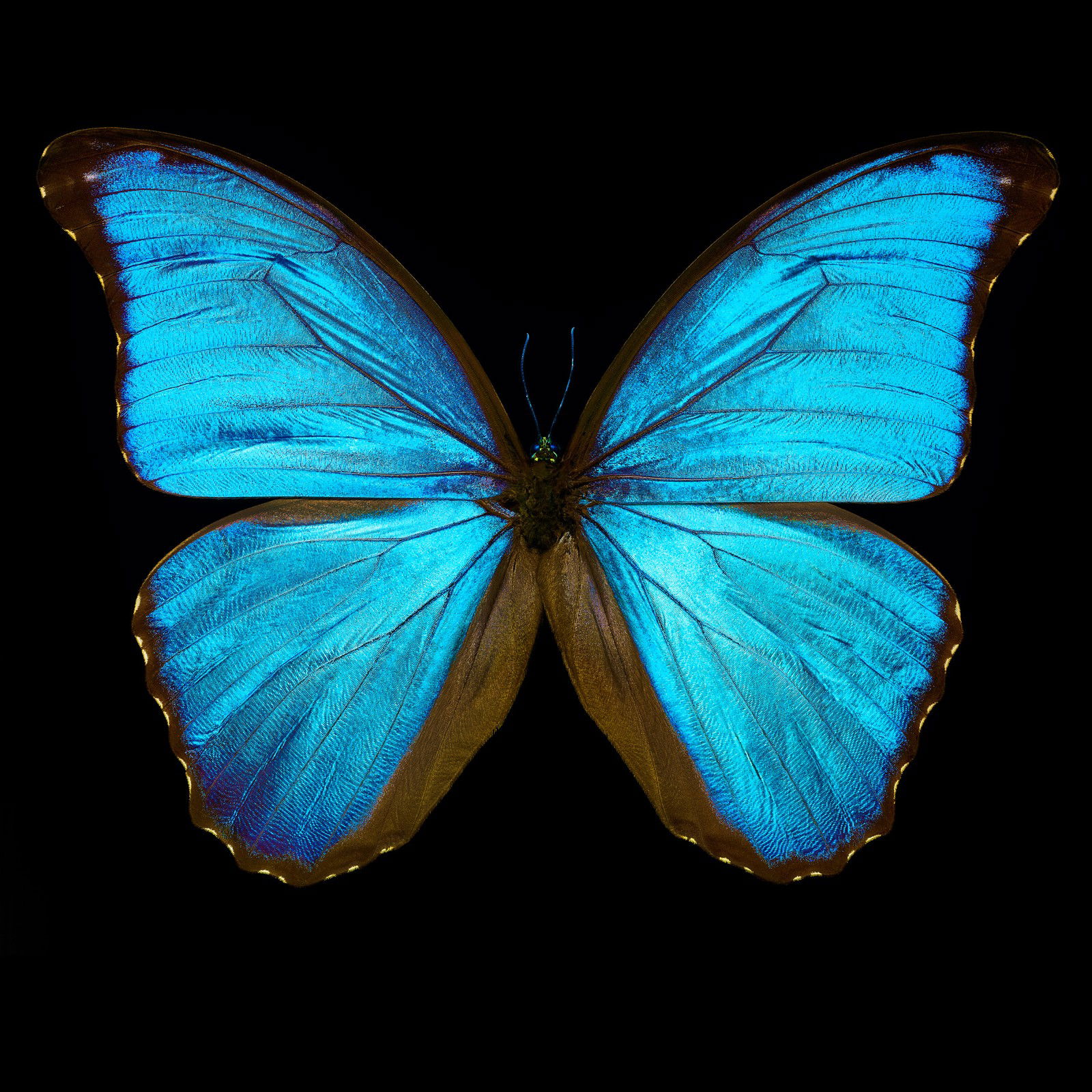 Butterfly III von Heiko Hellwig Butterfly III von Heiko Hellwig