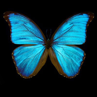 Butterfly III von Heiko Hellwig