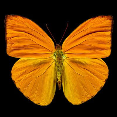 Butterfly IV von Heiko Hellwig