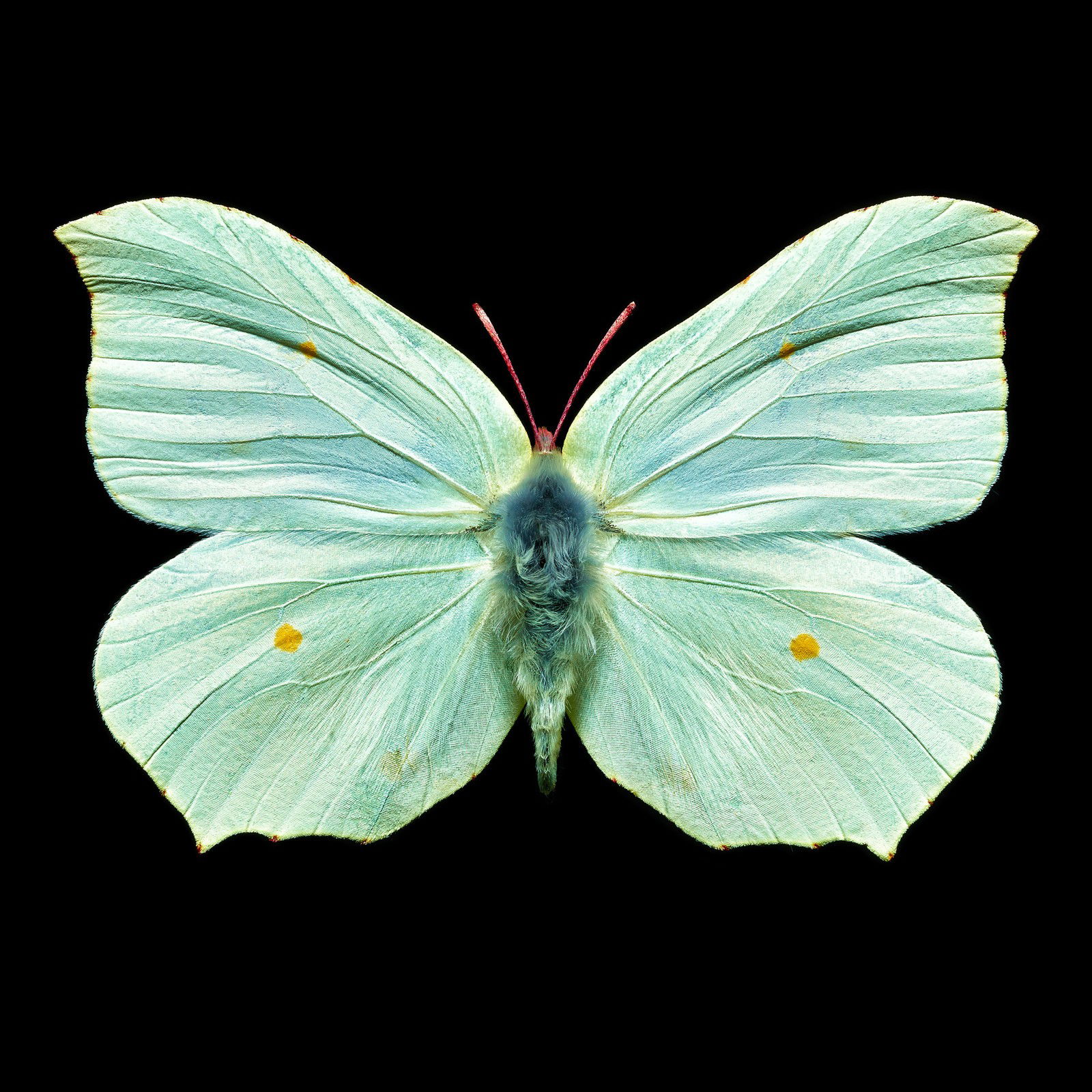 Butterfly V von Heiko Hellwig Butterfly V von Heiko Hellwig
