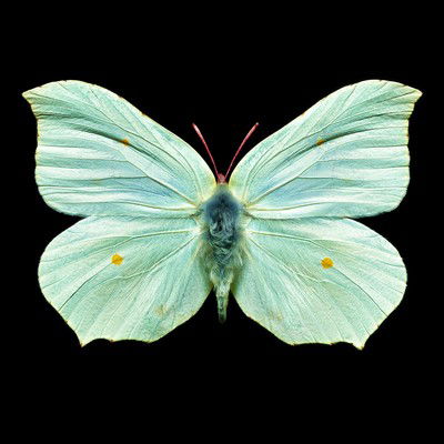 Butterfly V von Heiko Hellwig