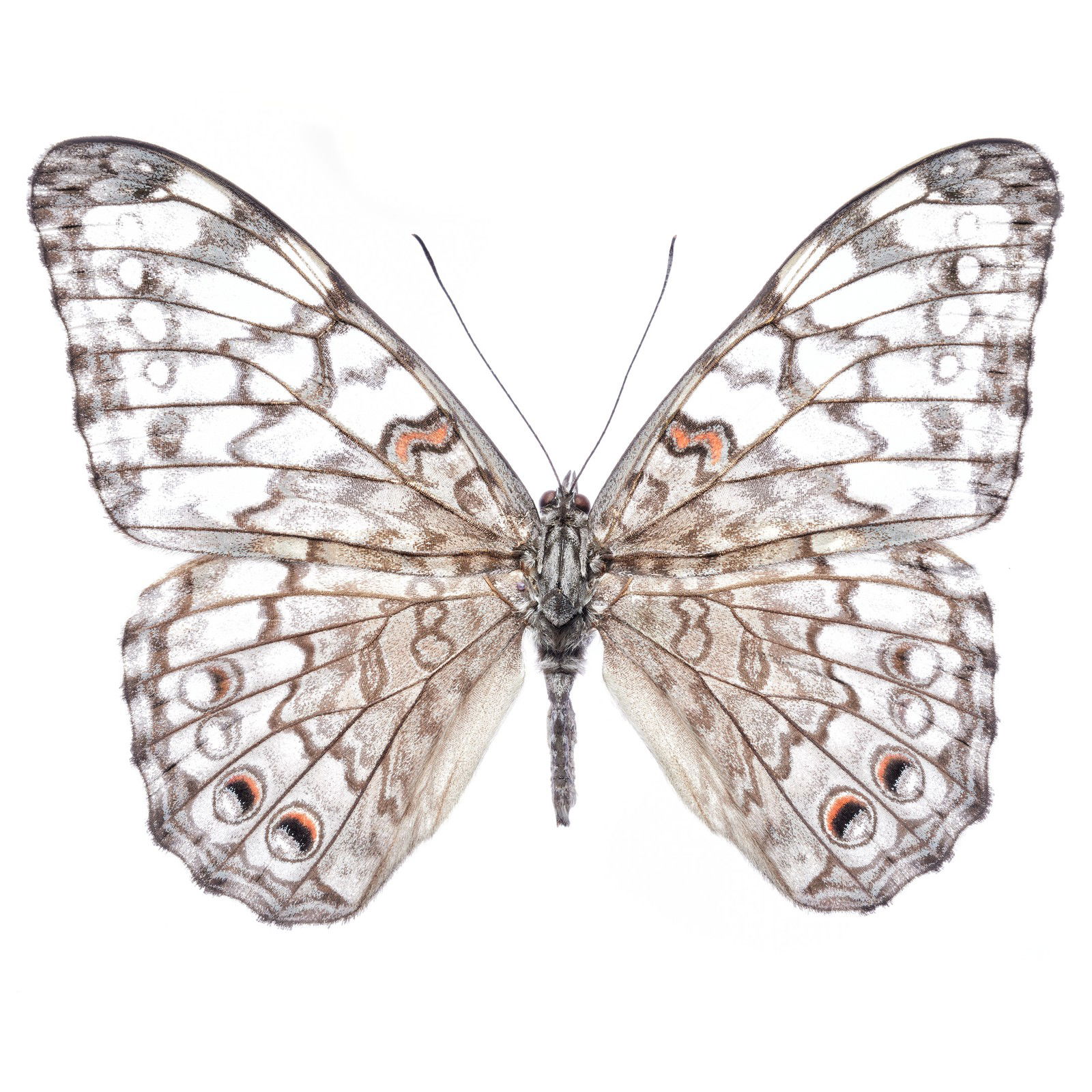 Butterfly VI von Heiko Hellwig Butterfly VI von Heiko Hellwig