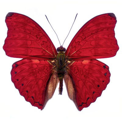 Butterfly VII von Heiko Hellwig
