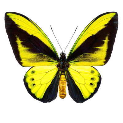 Butterfly VIII by Heiko Hellwig