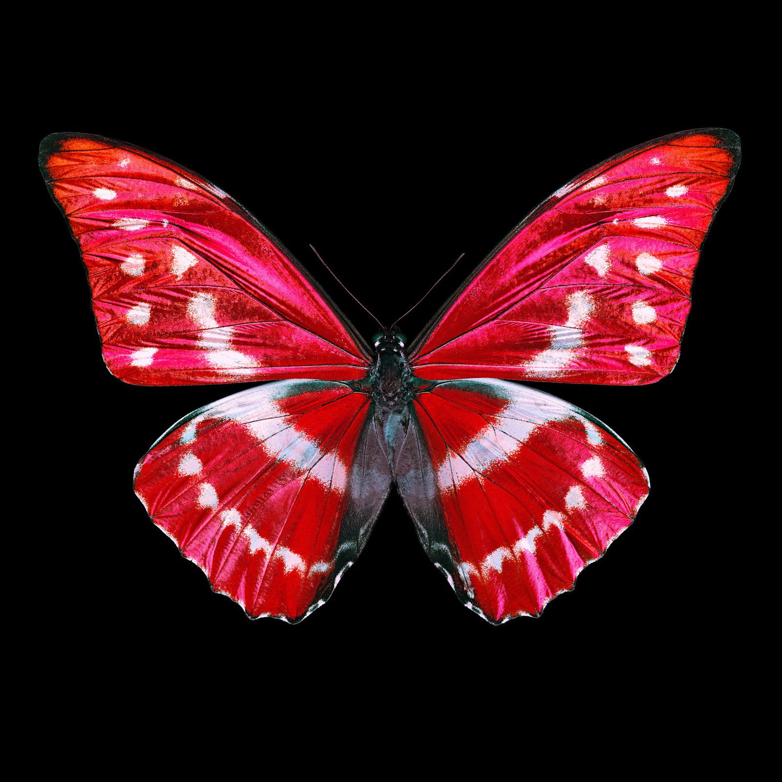 Butterfly X von Heiko Hellwig Butterfly X von Heiko Hellwig