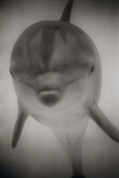 Bottlenose Dolphin II von Henry Horenstein