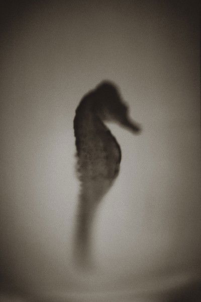 Seahorse von Henry Horenstein