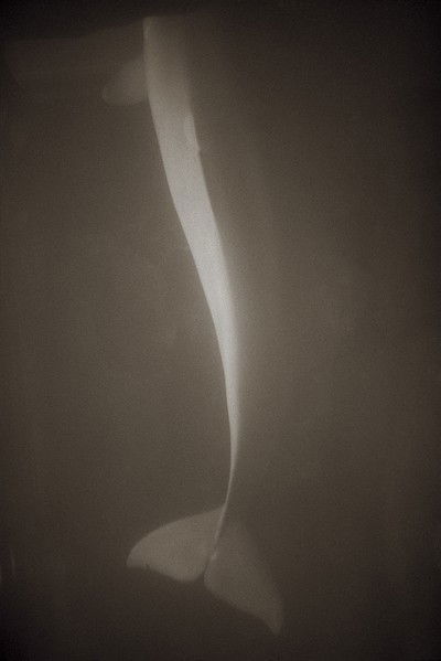 Bottlenose Dolphin von Henry Horenstein