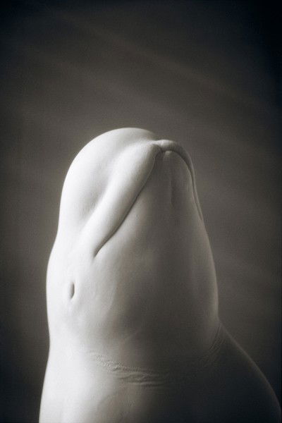 Beluga Whale von Henry Horenstein