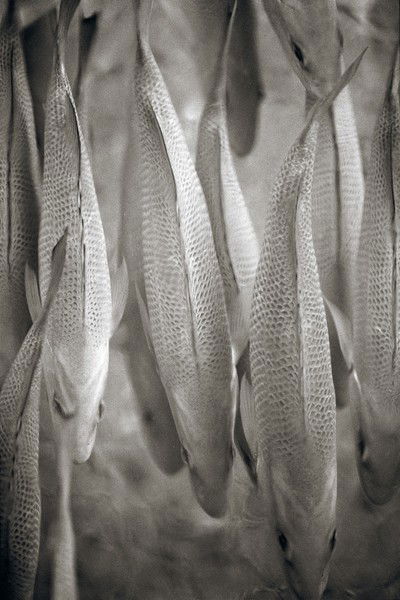 Common Carp von Henry Horenstein