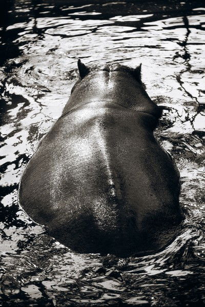 Hippopotamus von Henry Horenstein
