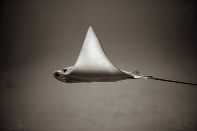 Bullnose Ray von Henry Horenstein