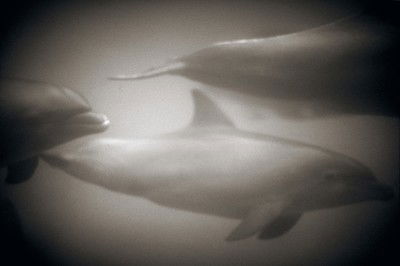 Bottlenose Dolphin III von Henry Horenstein