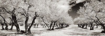 Boisseron, Camargue, France von Helmut Hirler