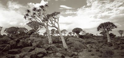 Quiver Trees, Southern Namibia von Horst Klemm