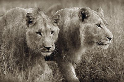 Young male lions von Horst Klemm