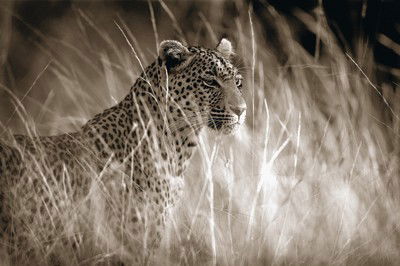 Leopard in high grass von Horst Klemm