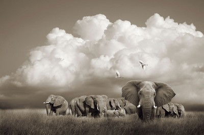 Serengeti Elephants, Tanzania von Horst Klemm