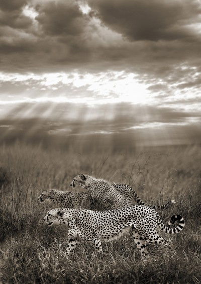 Cheetahs hunting, Serengeti, Tanzania von Horst Klemm