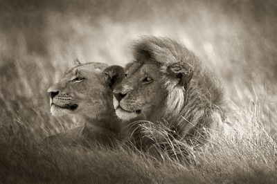 Lion Couple von Horst Klemm