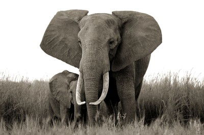 Elephant and baby von Horst Klemm
