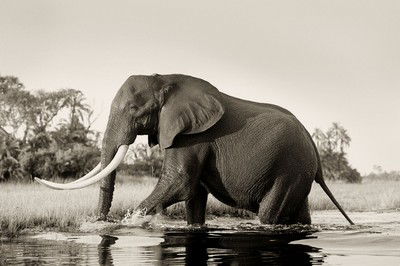 Big Tusker Elephant Bull von Horst Klemm