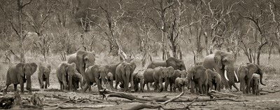 Elephant herd & logs von Horst Klemm