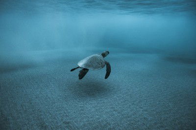 Morning Flight von Jean-marie Ghislain