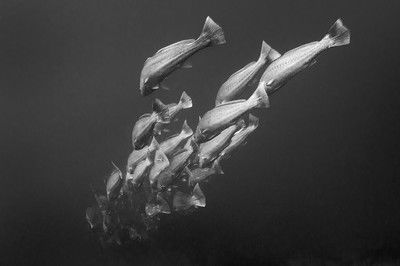 Into The Deep von Jean-marie Ghislain