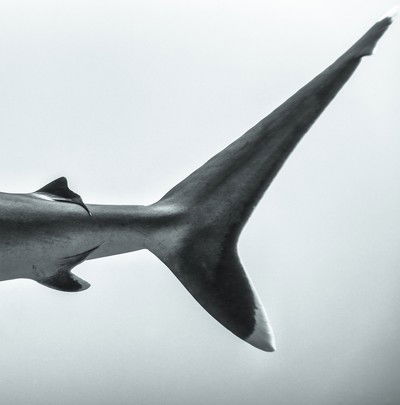 Fins von Jean-marie Ghislain