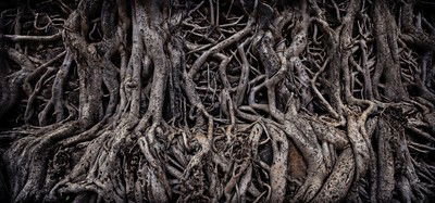 Banyan Tree von Farin Urlaub