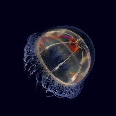 Hidden ocean 1 Trachymedusa von Kevin Raskoff