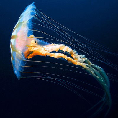 Hidden ocean 2 Chrysaora melanaster von Kevin Raskoff