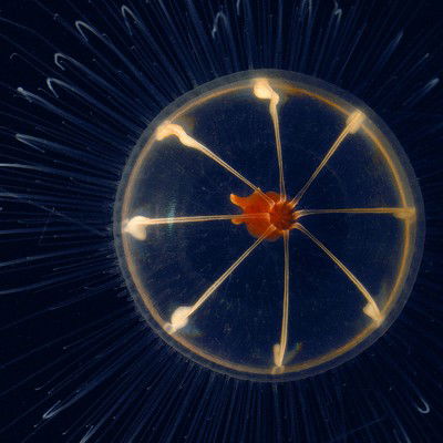 Hidden ocean 5 Trachymedusa von Kevin Raskoff