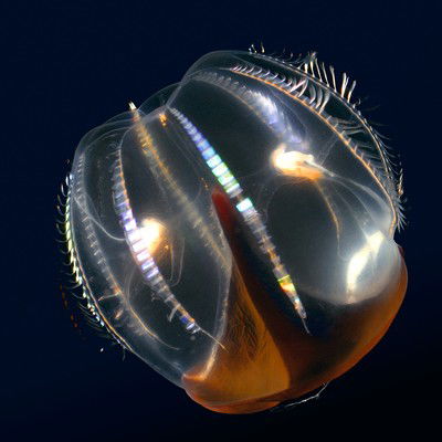Hidden ocean 7 Cydippid ctenophore von Kevin Raskoff