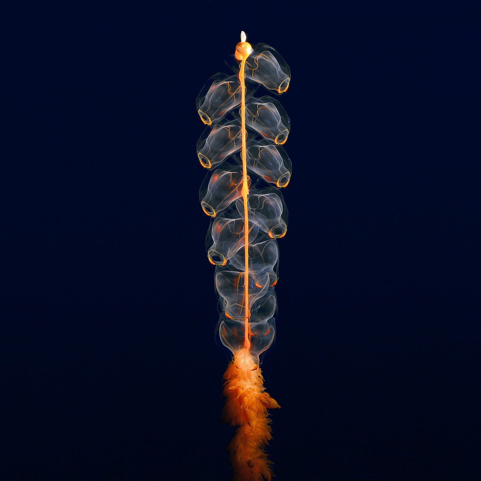 Hidden ocean 8 Marrus orthocanna von Kevin Raskoff Hidden ocean 8 Marrus orthocanna von Kevin Raskoff