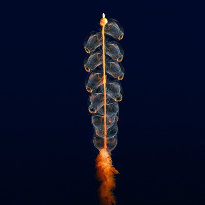 Hidden ocean 8 Marrus orthocanna von Kevin Raskoff