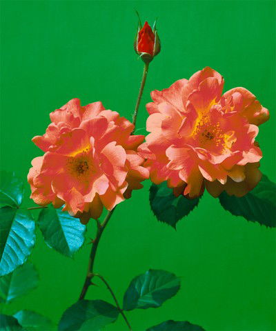 Rosen 101 von Kris Scholz