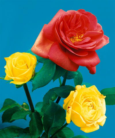 Rosen 104 von Kris Scholz