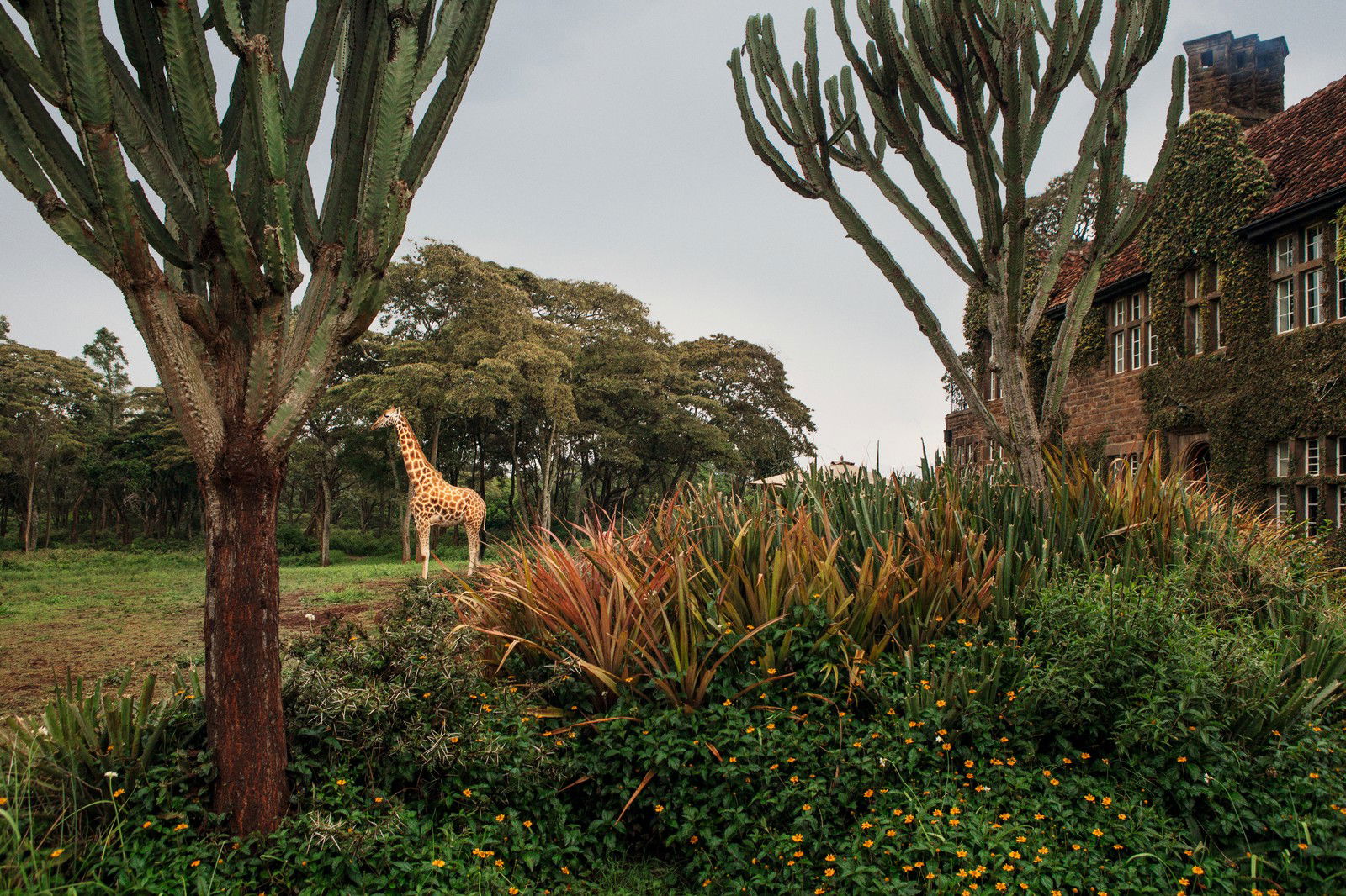 Giraffe Manor #14 von Klaus Thymann Giraffe Manor #14 von Klaus Thymann