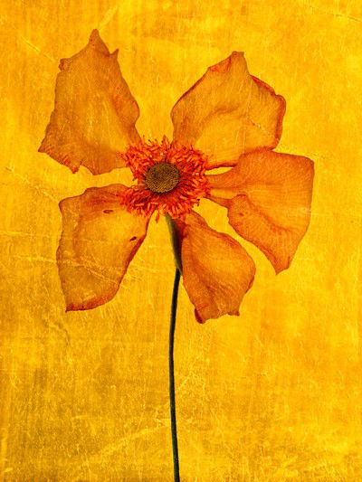 Aurum IV von Michael Wissing
