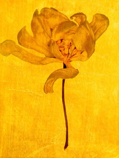Aurum V von Michael Wissing