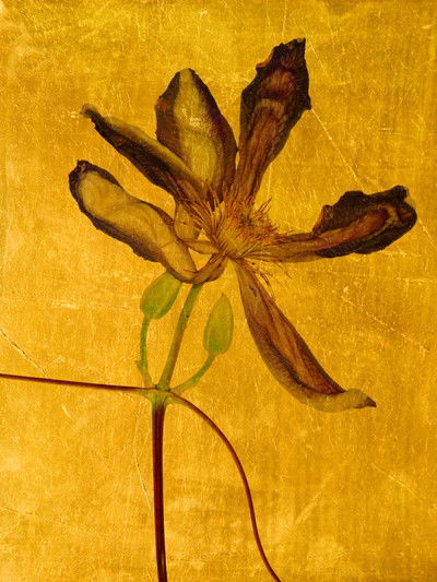 Aurum VI von Michael Wissing
