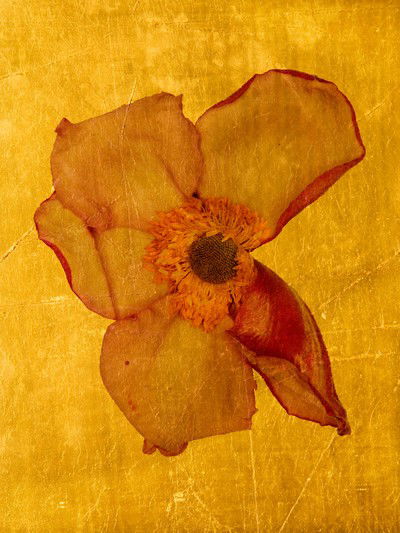 Aurum VIII von Michael Wissing